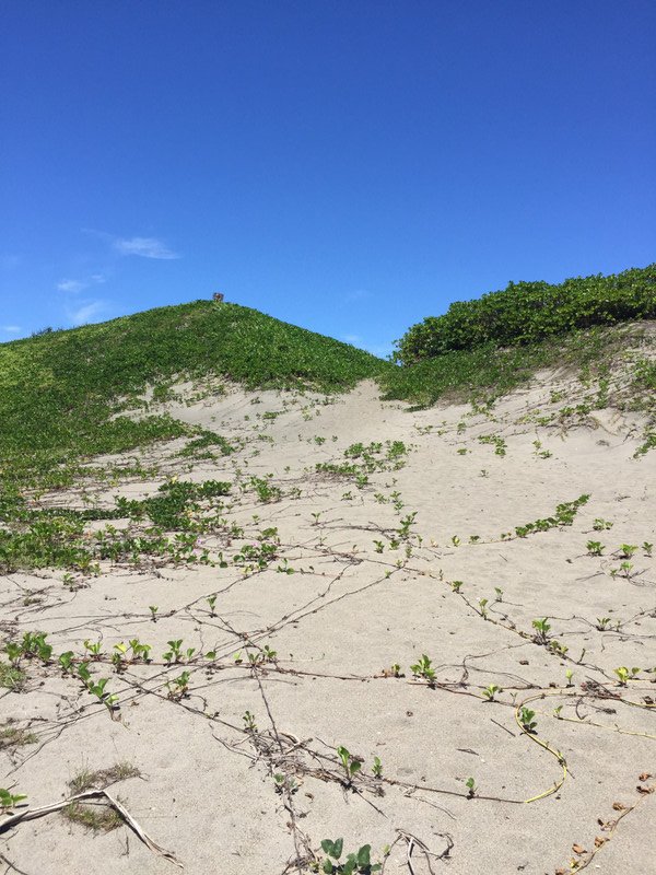 Sigatoka sand dunes
