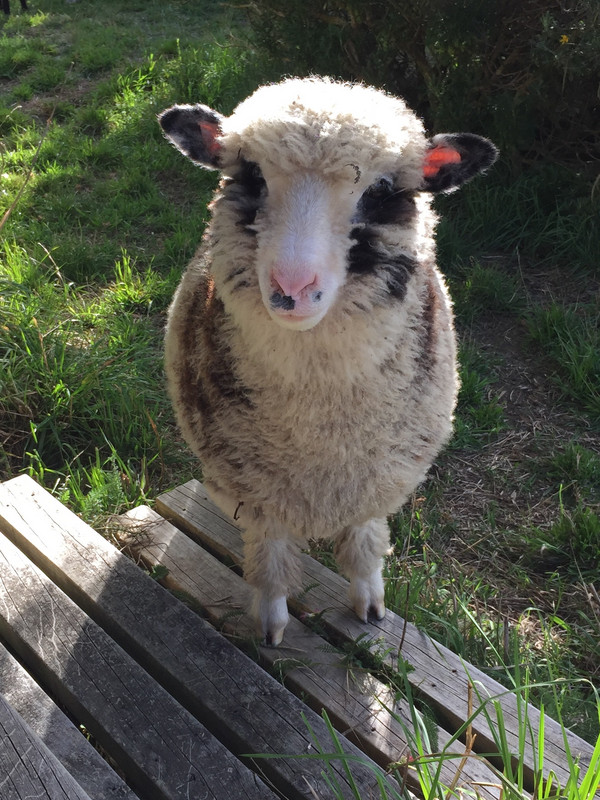 Rupert the sheep