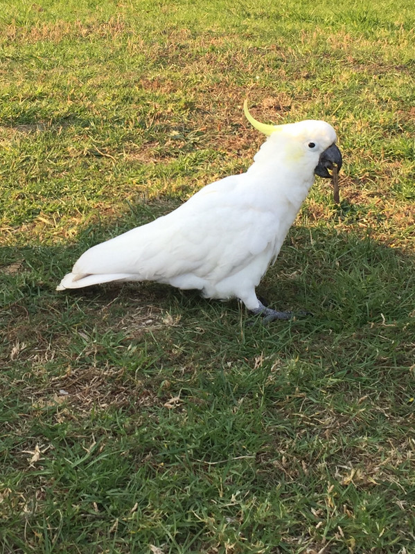 Cockatoo 