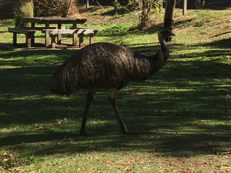 Emu in the picnic area 
