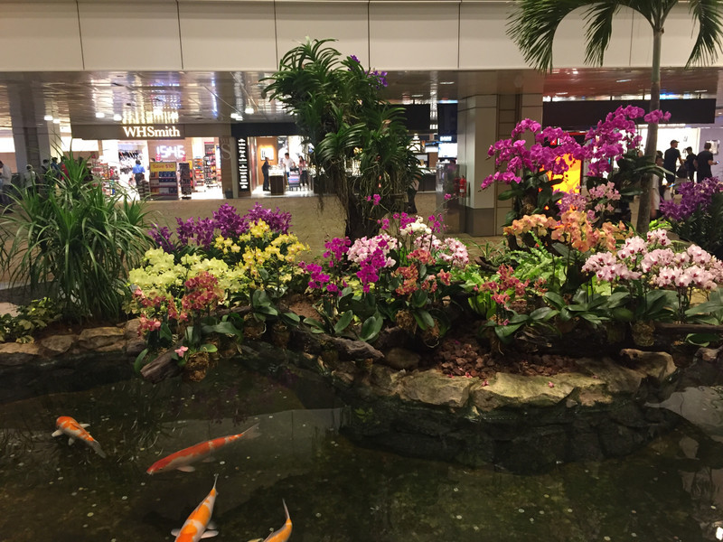 Orchid garden - Changi Airport 