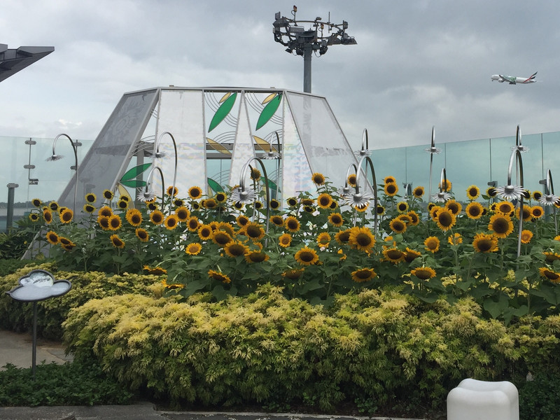 Sunflower garden - Changi Airport 