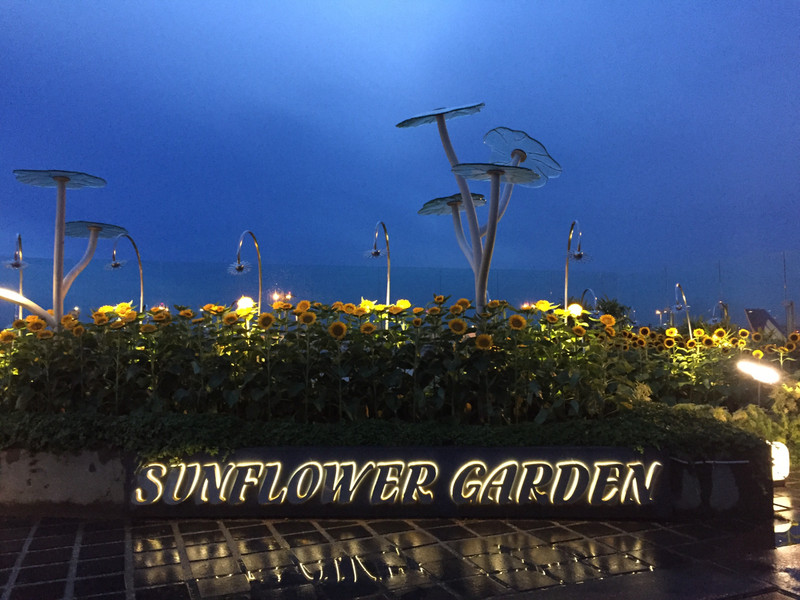 Changi Airport sunflower garden