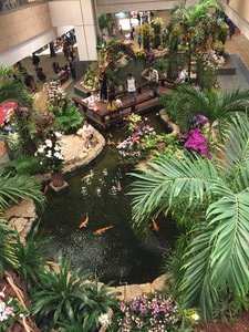Changi Airport orchid garden 