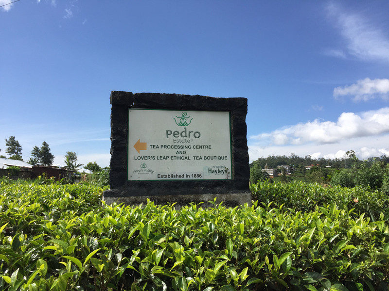 Pedro Tea Plantation
