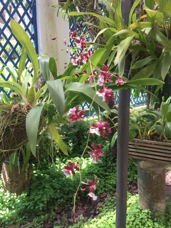Rio Botanical Gardens - orchids