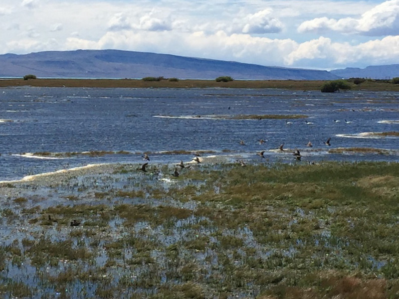 Ducks on Lago Argentino 