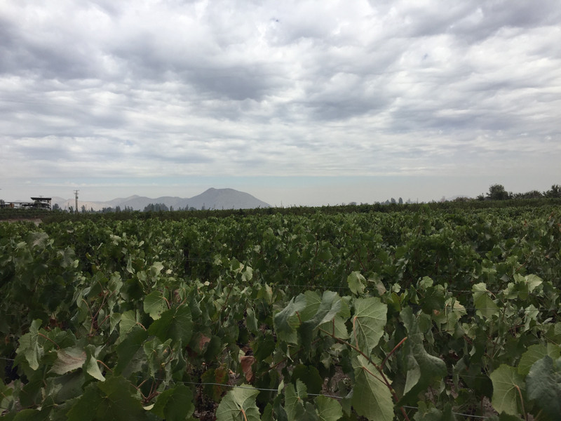 Concha y Toro - vineyard and the Andes