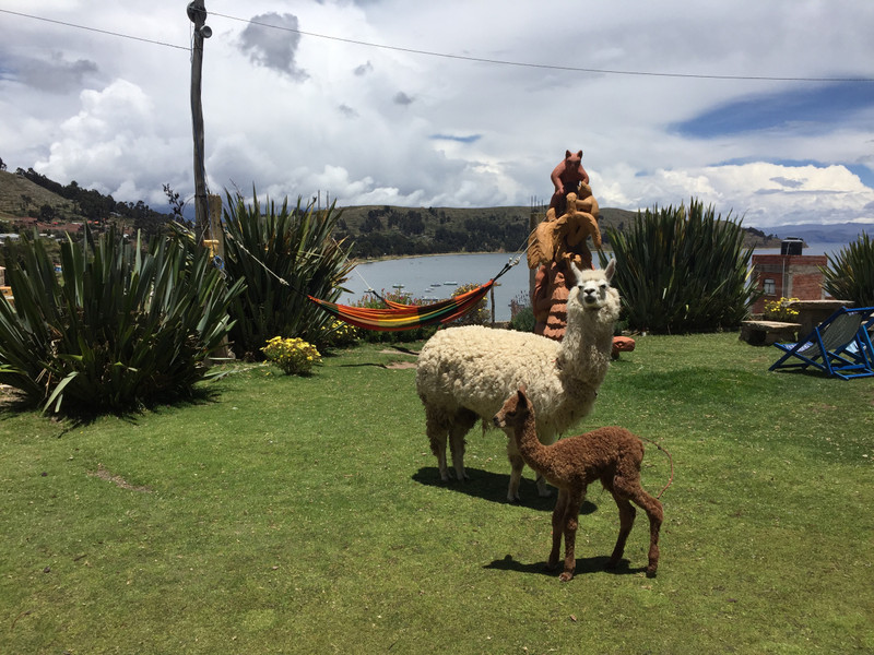 Baby llama 