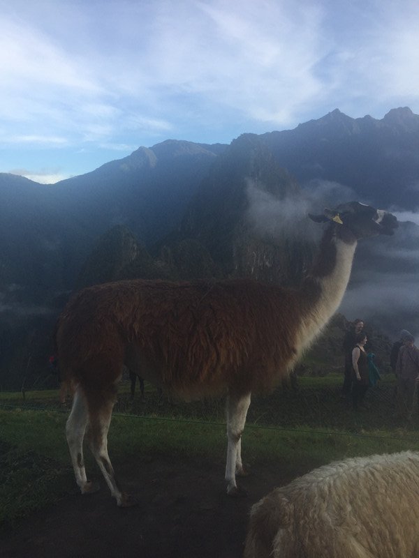 Alpacas at Machu Picchu 