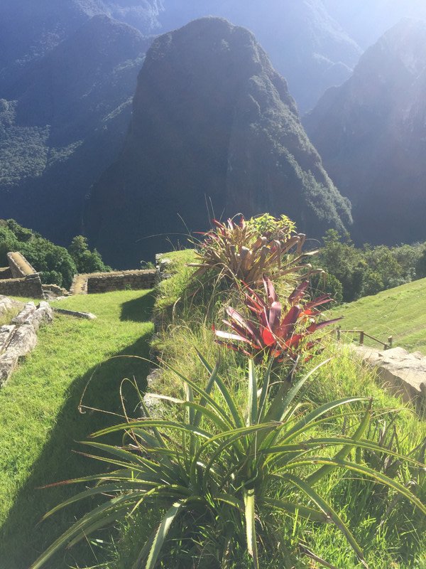 View from Machu Picchu 