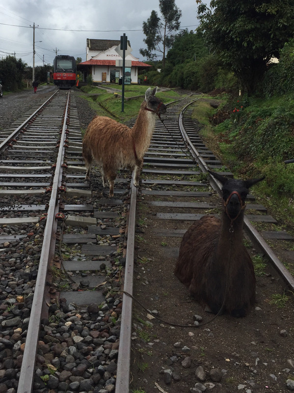Llamas on the line