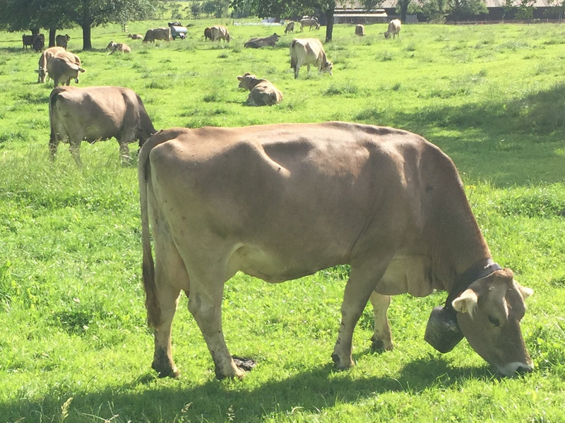 Swiss cows 