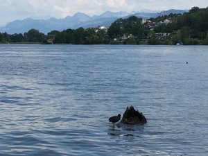 Lake Zurich 