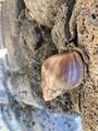 Giant snail 