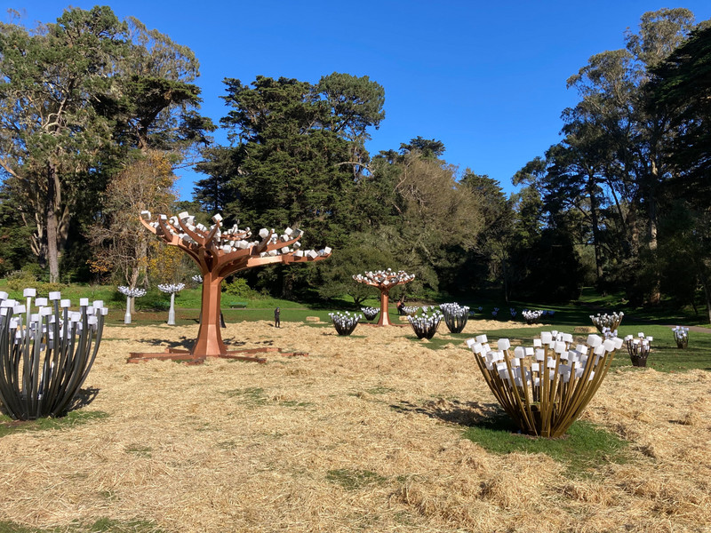 Golden Gate Park - Entwined