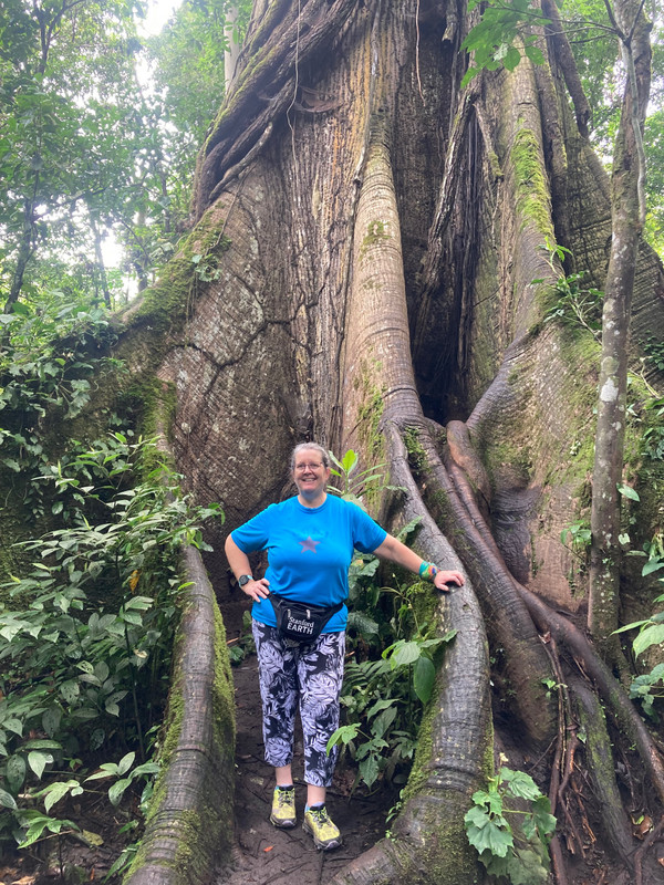 Ceiba tree