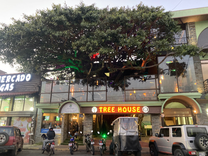 A tree in a cafe