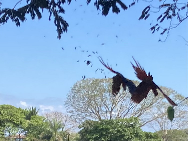 Macaws falling out of a tree 
