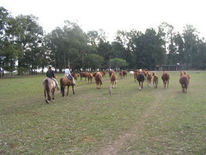 mares and foals at feed time