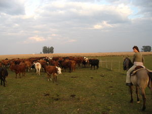 Renata rounding up cattle