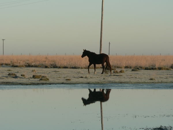 Horse reflection