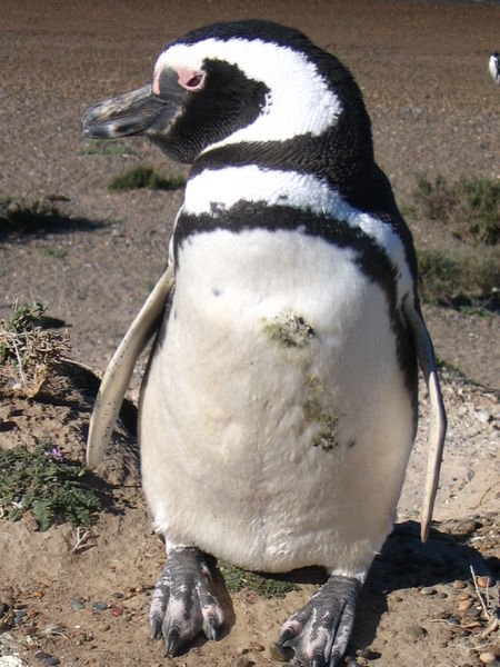 Penguin posing 