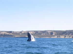 The Southern Right Whale