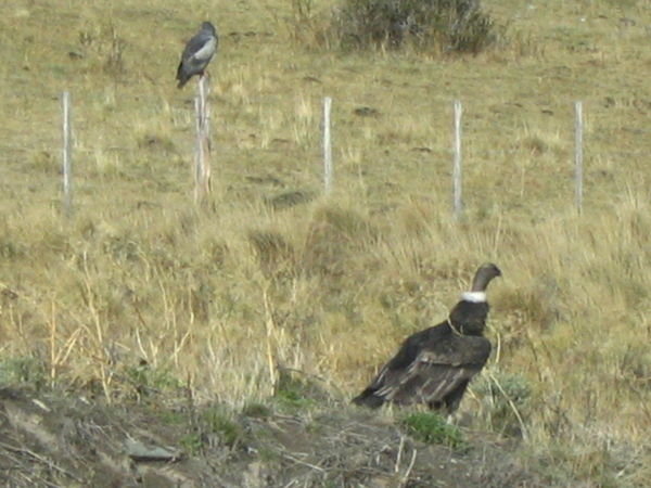 Andean Condor and Eagle