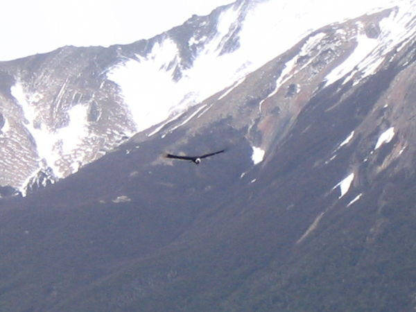 Andean Condor flying