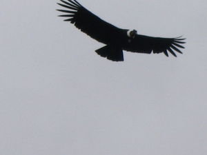 another condor