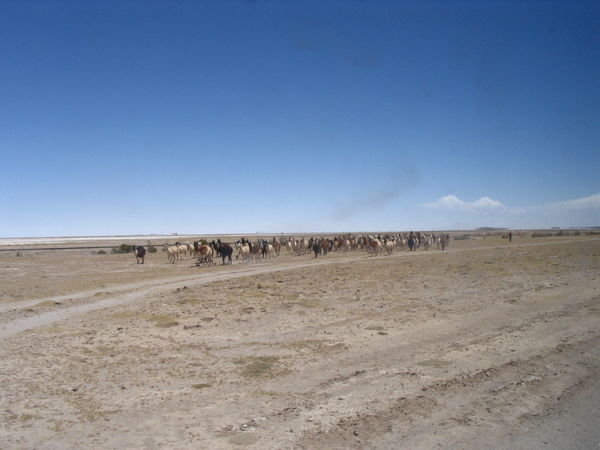 Lama herd