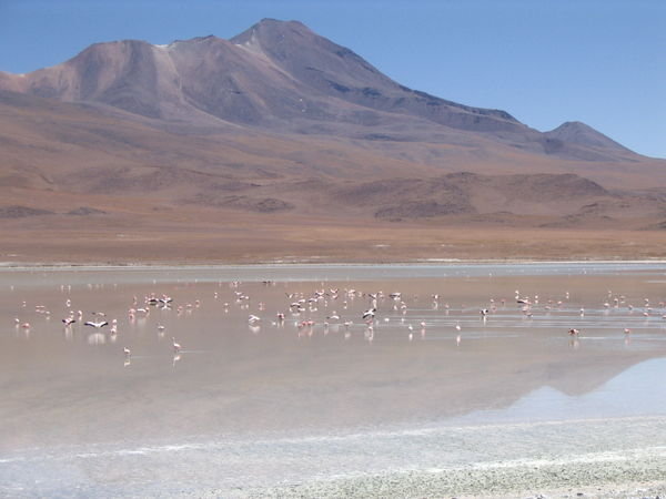 Flamingo colony