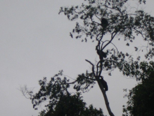 Monkeys on top of a tree