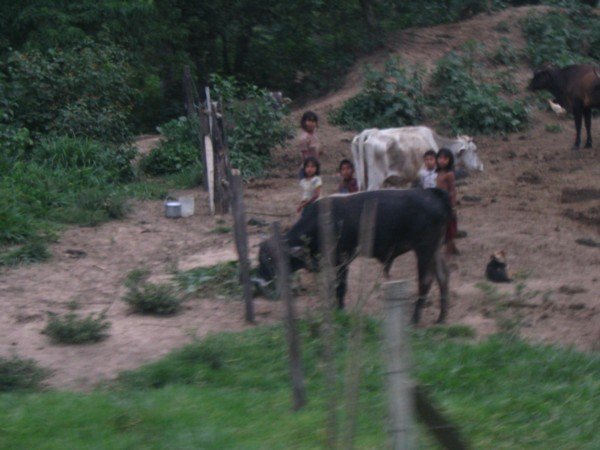 Local children milking a cow