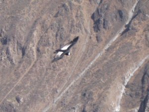 Condor flying