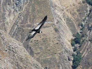 Condor in full flight