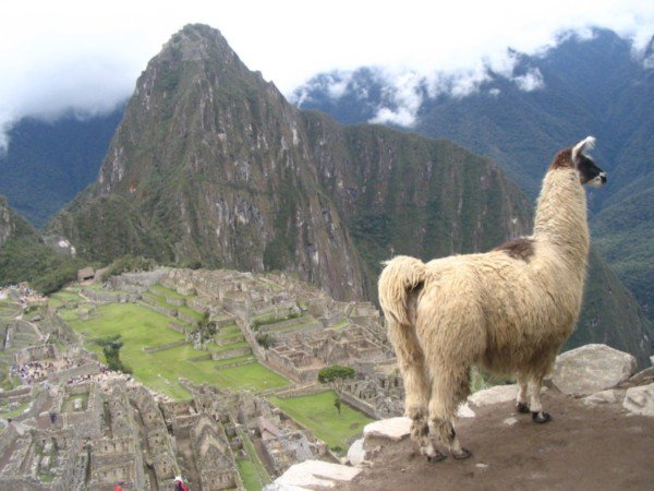 Lama and Machu Picchu
