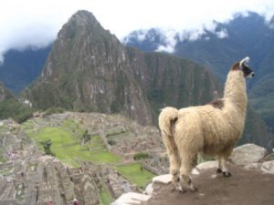 Lama and Machu Picchu