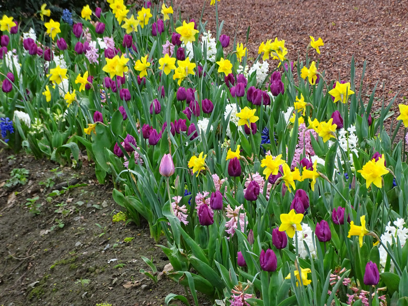Tulips, daffodils, hyacinth