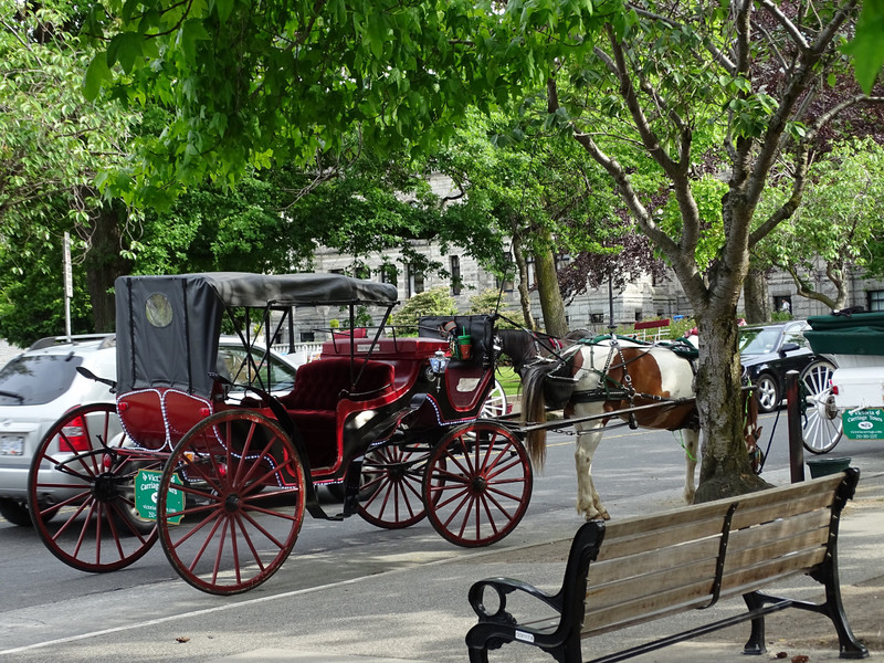 Horse drawn carriage in Victoria (they do tours)