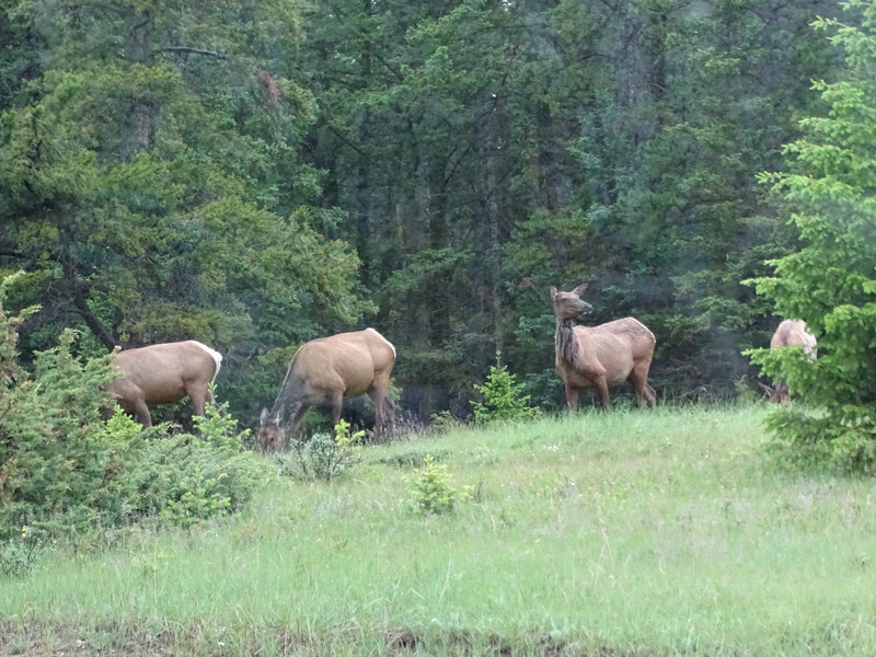 Elk grazing near the road