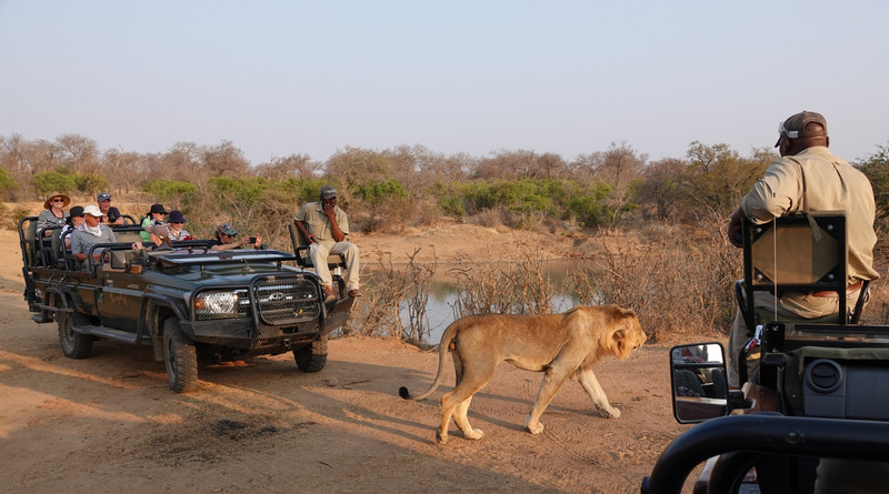 Lion walking between our jeep and another jeep