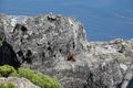 The rock hyrax