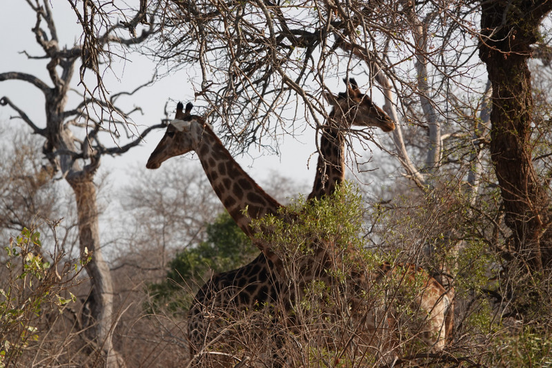 Female giraffes