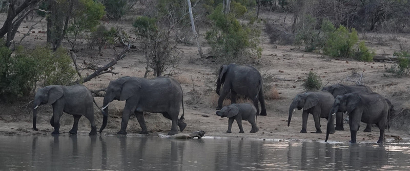 Elephant herd at the waterhole