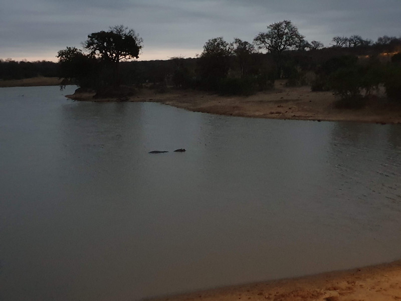 That is a hippo (or as much as we saw of it)