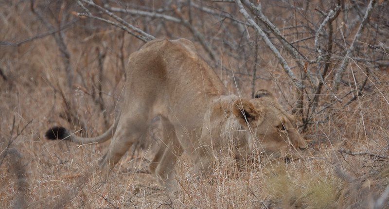 Lion trying to catch a warthog