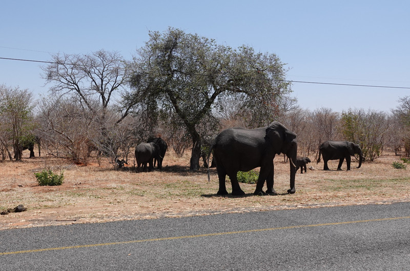 Elephants on the side of the road