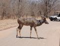 Another Kudu crossing